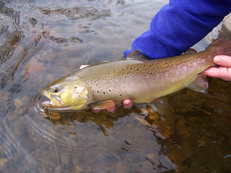 spring-trout-bum--2007-048.jpg