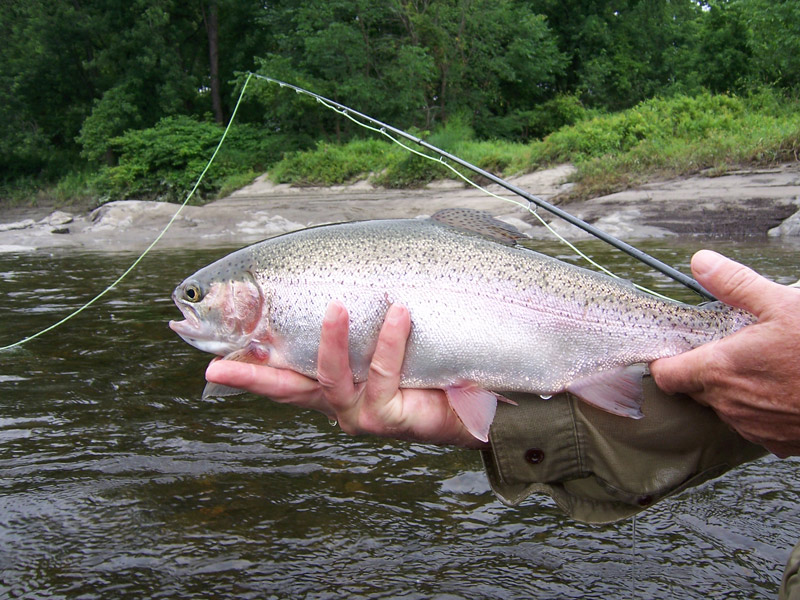 troutbum-photo\'s-Connecticut-river-July-8th,2006-019.jpg