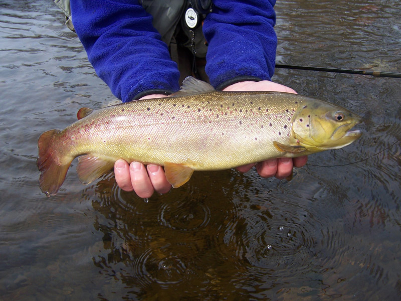 spring-trout-bum--2007-051.jpg